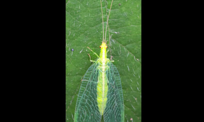 Crisopa