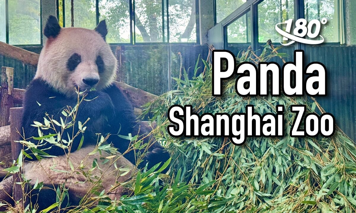 (3D VR180) Pandas at Shanghai Zoo