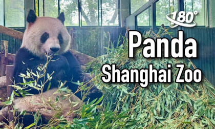 (3D VR180) Pandas at Shanghai Zoo (3D VR180) Pandas at Shanghai Zoo
