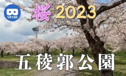 [VR180]Cherry Blossoms in Goryokaku Park, Hakodate