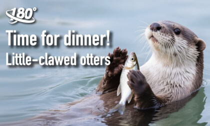 (3D VR180)Little-clawed otters, time for dinner! (3D VR180)Little-clawed otters, time for dinner!