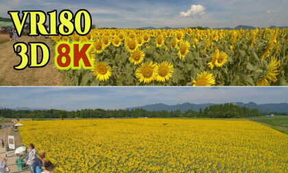 Tsunan Sunflower Square,Vast sunflower fields in Niigata , JAPAN VR Video Tsunan Sunflower Square,Vast sunflower fields in Niigata , JAPAN VR