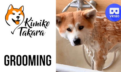 Hachikos sister. Grooming VR Video Hachikos sister. Grooming VR