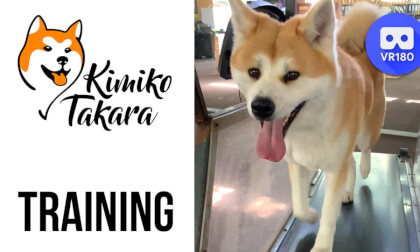 Hachikos sister. Training Hachikos sister. Training