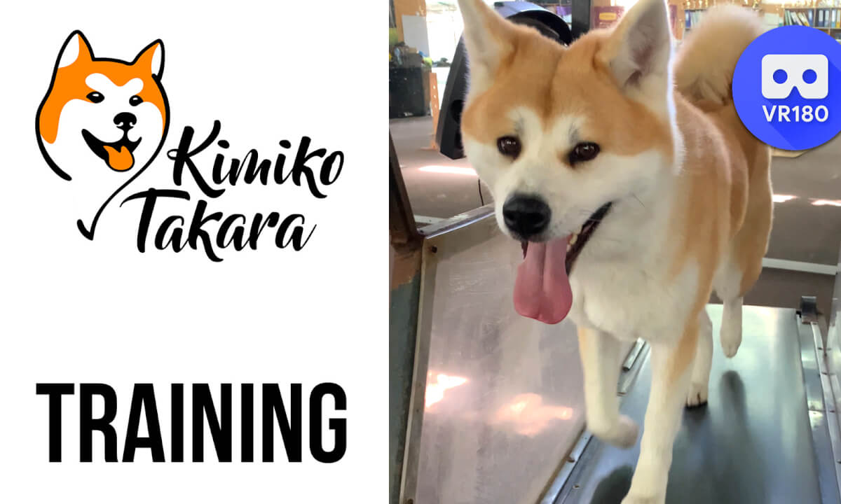Hachikos sister. Training