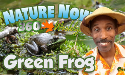 Get Outside -  Green Frog