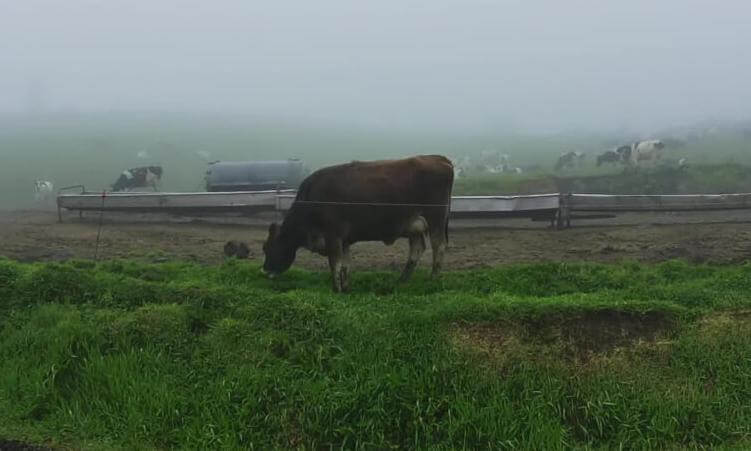 Foggy Cow