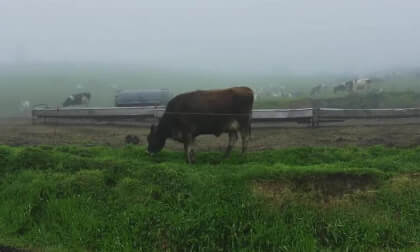 Foggy Cow Foggy Cow