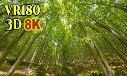 Bijin-bayashi , a beautiful forest filled with century-old beech trees in Niigata,JAPAN VR Video Bijin-bayashi , a beautiful forest filled with century-old beech trees in Niigata,JAPAN VR