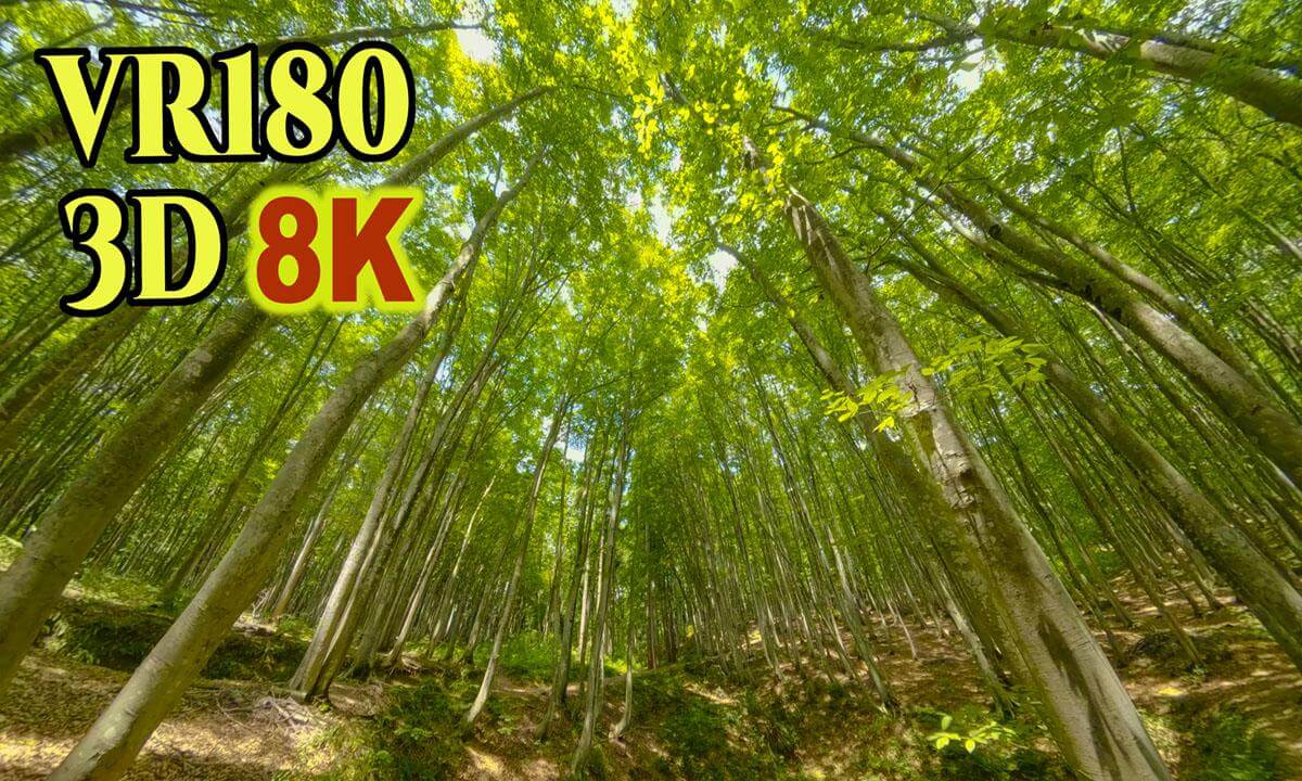 Bijin-bayashi , a beautiful forest filled with century-old beech trees in Niigata,JAPAN