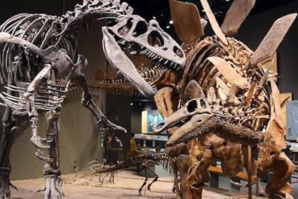 Stegosaurus Dinosaur Bones at the Natural History Museum, New York VR Video Stegosaurus Dinosaur Bones at the Natural History Museum, New York VR