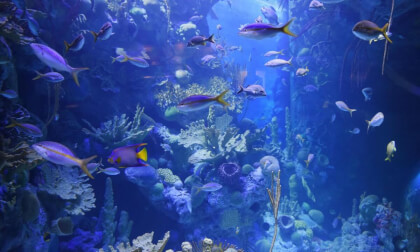 Aquarium with fish and sharks VR Video Aquarium with fish and sharks VR