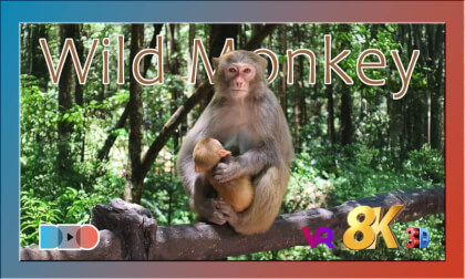 Wild Monkey Encounters: Up-close with their mischief and adventures | 野生猴子奇遇记,零距离记录它们的冒险与顽皮 Wild Monkey Encounters: Up-close with their mischief and adventures | 野生猴子奇遇记,零距离记录它们的冒险与顽皮