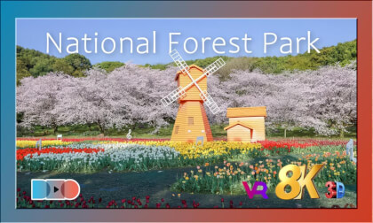 Enchanted Wilderness: Exploring the Hidden Beauty of National Forests | 绿野仙踪,探索国家森林的隐秘之美 Enchanted Wilderness: Exploring the Hidden Beauty of National Forests | 绿野仙踪,探索国家森林的隐秘之美