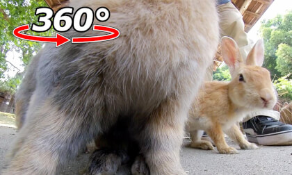 VR 360° | The fluffy rabbits are so close! VR Video VR 360° | The fluffy rabbits are so close! VR