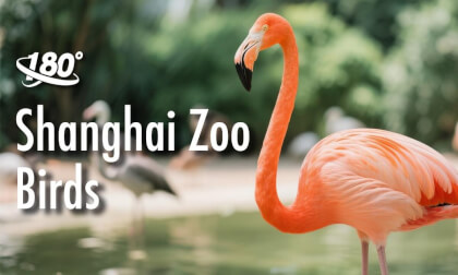 Shanghai Zoo - brid Shanghai Zoo - brid
