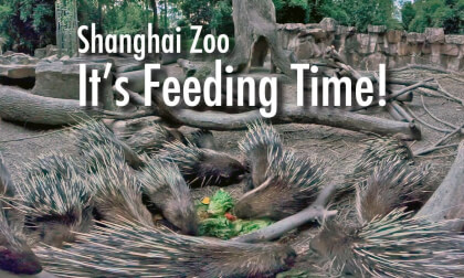 Shanghai Zoo: Feeding Time! Shanghai Zoo: Feeding Time!