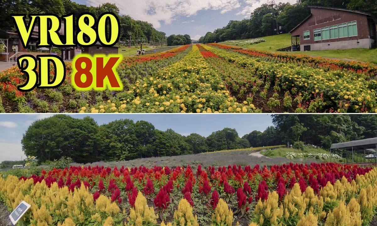 Tanbara Lavender Park in Gunma,JAPAN