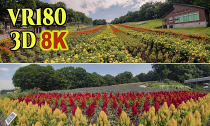 Tanbara Lavender Park in Gunma,JAPAN VR Video Tanbara Lavender Park in Gunma,JAPAN VR