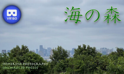 Sea Forest Sea Forest