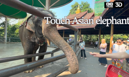 Touch Asian elephant