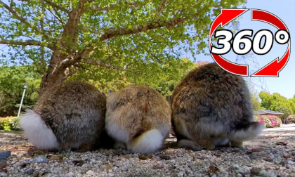 [360 Video] Rabbits gathered in a place where the shadows of trees are spreading.