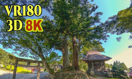 A giant cedar tree about 700 years old that splits into two branches from the base in Niigata, JAPAN A giant cedar tree about 700 years old that splits into two branches from the base in Niigata, JAPAN