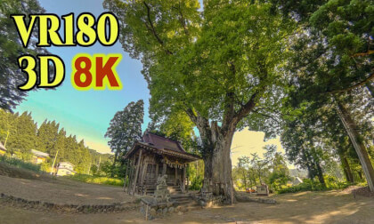 A huge zelkova tree estimated to be about 1,200 years old at Akatani Twelve Shrines in Niigata,JAPAN A huge zelkova tree estimated to be about 1,200 years old at Akatani Twelve Shrines in Niigata,JAPAN