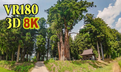 A 500-year-old giant cedar tree made up of eight cedar trees at Yahanachi shrine in Niigata , JAPAN A 500-year-old giant cedar tree made up of eight cedar trees at Yahanachi shrine in Niigata , JAPAN