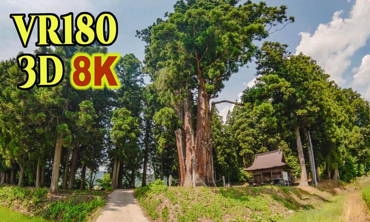 A 500-year-old giant cedar tree made up of eight cedar trees at Yahanachi shrine in Niigata , JAPAN