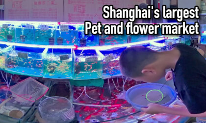 Shanghai's largest flower and bird market features a wide variety of pet birds, comparable to a zoo. VR Video Shanghai's largest flower and bird market features a wide variety of pet birds, comparable to a zoo. VR