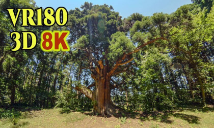 Kunogi-no-ohsugi , a giant cedar tree estimated to be 800 years old in Niigata ,  JAPAN Kunogi-no-ohsugi , a giant cedar tree estimated to be 800 years old in Niigata ,  JAPAN
