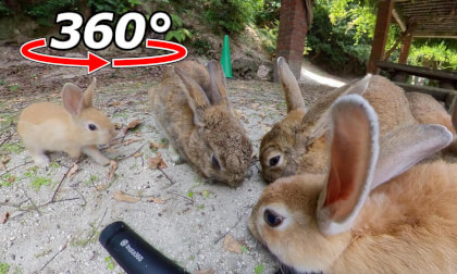 VR 360° | Baby rabbit joins in! But the pressure from the adult rabbits is too much!? VR Video VR 360° | Baby rabbit joins in! But the pressure from the adult rabbits is too much!? VR