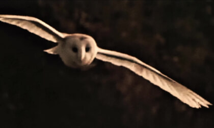 Barn owls are such an interesting species of owl Barn owls are such an interesting species of owl