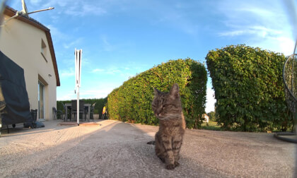 My cat 19year VR Video My cat 19year VR