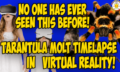 Redknee Tarantula Molting - IN VR!!! Redknee Tarantula Molting - IN VR!!!