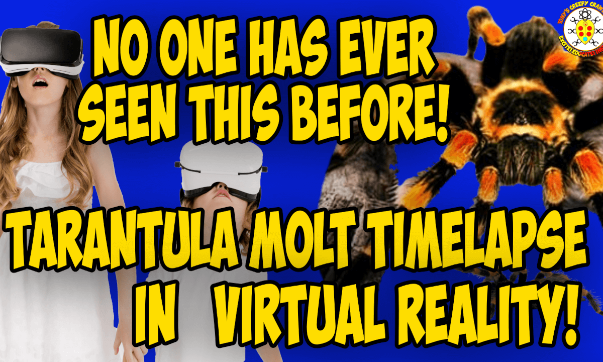Redknee Tarantula Molting - IN VR!!!