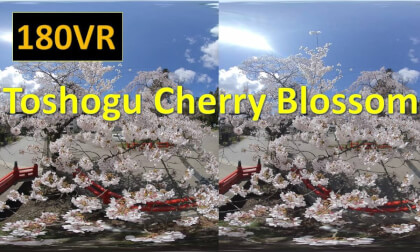 Japan Toshogu Shrine Cherry blossoms in full bloom