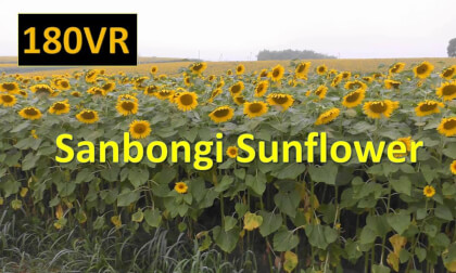 Japan Sanbongi Sunflower Hill
