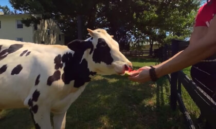 Weekend Volunteering at Rosie's Farm Sanctuary 2023 3D 180 VR Weekend Volunteering at Rosie's Farm Sanctuary 2023 3D 180 VR
