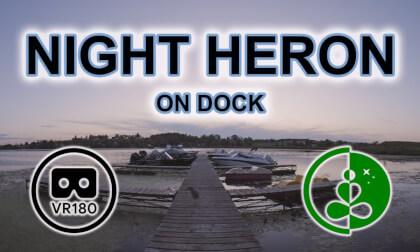 Stunning VR180 | Night Heron Encounter VR Video Stunning VR180 | Night Heron Encounter VR