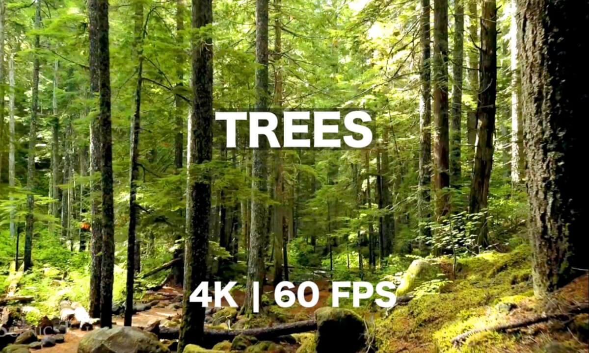 🌳 Whispering Giants – The Timeless Beauty of Trees in 4K