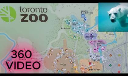 POLAR BEAR - TORONTO ZOO, Canada - 8K 360 VR VIDEO - INSTA360 X5 POLAR BEAR - TORONTO ZOO, Canada - 8K 360 VR VIDEO - INSTA360 X5
