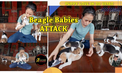 Puppy Paradise in Immersive 3D Puppy Paradise in Immersive 3D