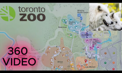 WOLF - TORONTO ZOO, Canada - 8K 360 VR VIDEO - INSTA360 X5 WOLF - TORONTO ZOO, Canada - 8K 360 VR VIDEO - INSTA360 X5
