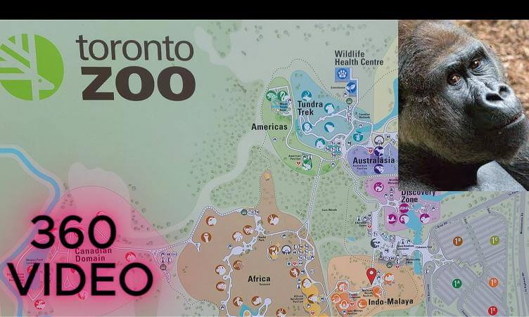 GURILLA - TORONTO ZOO, Canada - 8K 360 VR VIDEO - INSTA360 X5