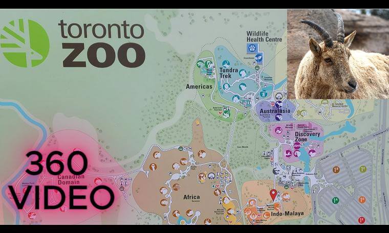 GOAT - TORONTO ZOO, Canada - 8K 360 VR VIDEO - INSTA360 X5