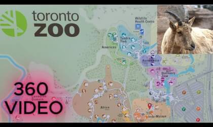 GOAT - TORONTO ZOO, Canada - 8K 360 VR VIDEO - INSTA360 X5 VR Video GOAT - TORONTO ZOO, Canada - 8K 360 VR VIDEO - INSTA360 X5 VR