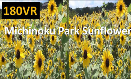 Japan Michinoku Park Sanflower