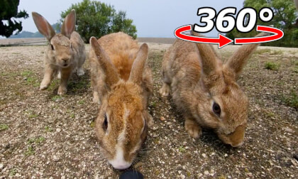 VR 360° | The rabbits follow me even when I move away! VR Video VR 360° | The rabbits follow me even when I move away! VR